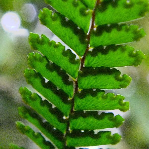 Adiantum hispidulum Owoc