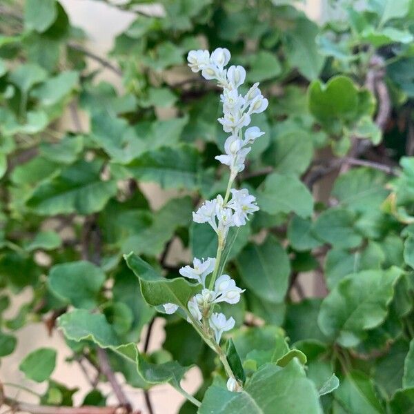 Fallopia aubertii Lorea