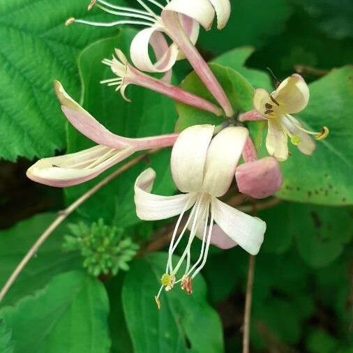 Lonicera caprifolium Flower