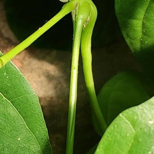 Thunbergia battiscombei Bark