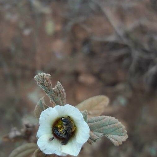 Sida spinosa Fleur