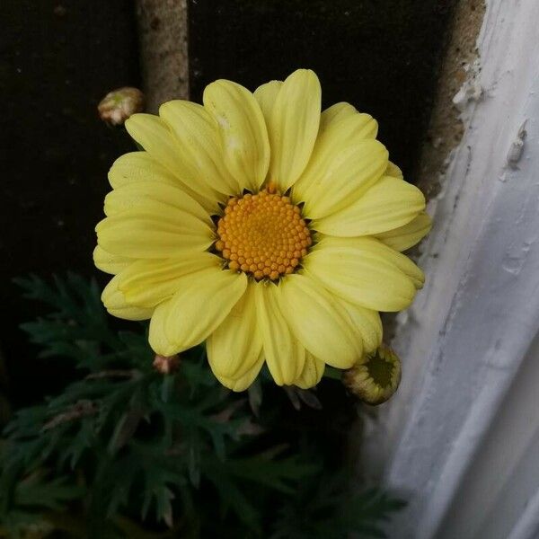 Argyranthemum frutescens Blomst