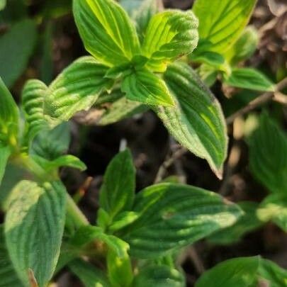 Richardia scabra Leaf