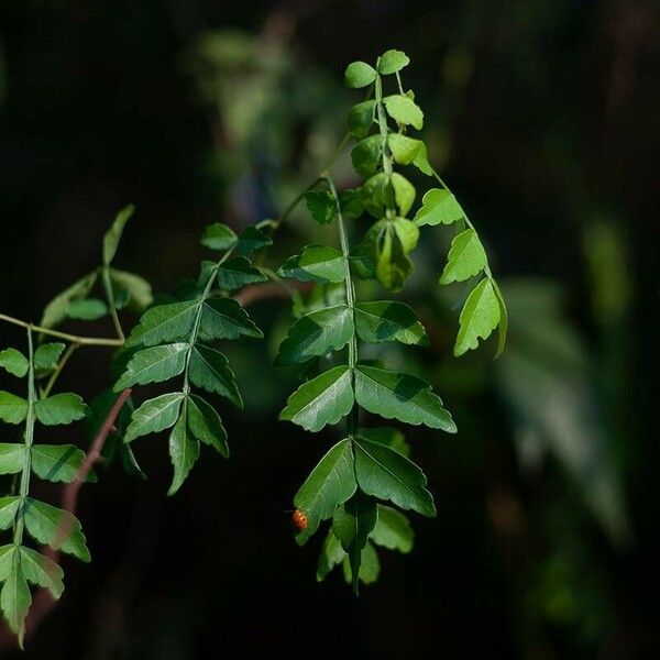 Harrisonia perforata Leht