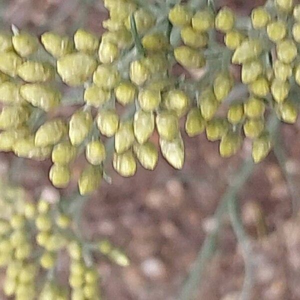 Helichrysum italicum Blomma