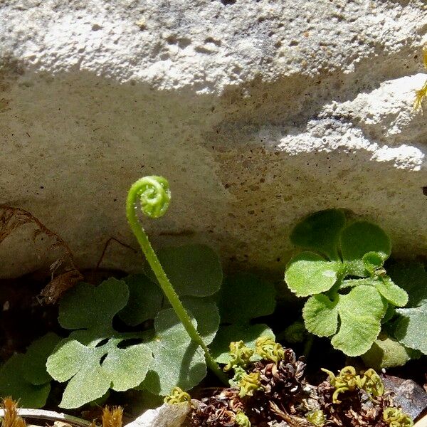 Asplenium ruta-muraria Leaf