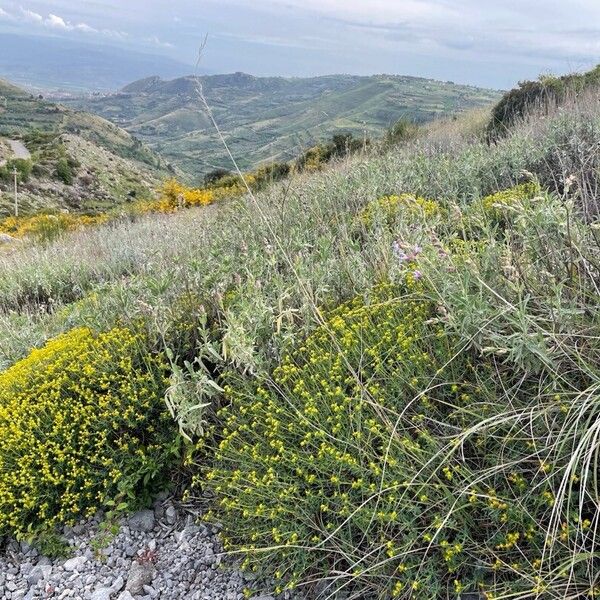 Euphorbia spinosa Blomst