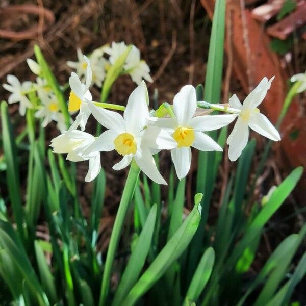 Narcissus tazetta Flor