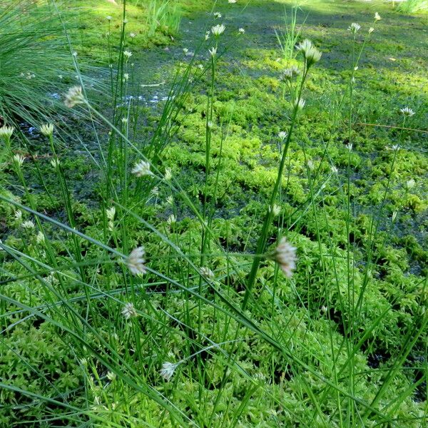 Rhynchospora alba Habitus