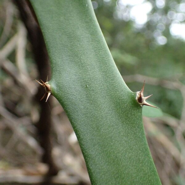 Acanthocereus tetragonus Bark