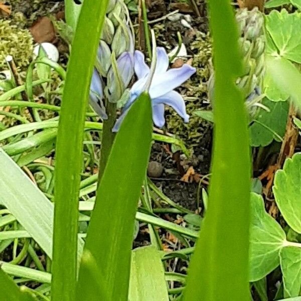 Hyacinthoides × massartiana Blüte