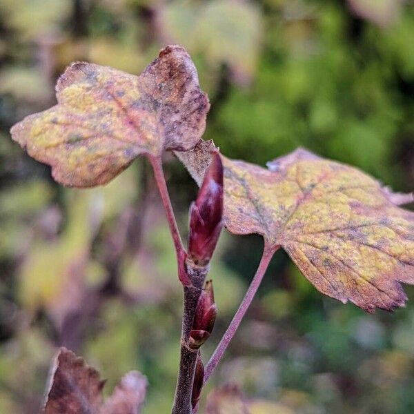 Ribes sanguineum Other