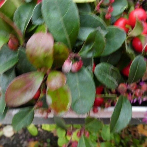 Gaultheria procumbens Froito