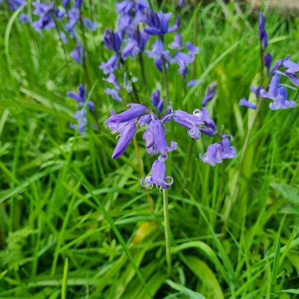 Hyacinthoides non-scripta Flors