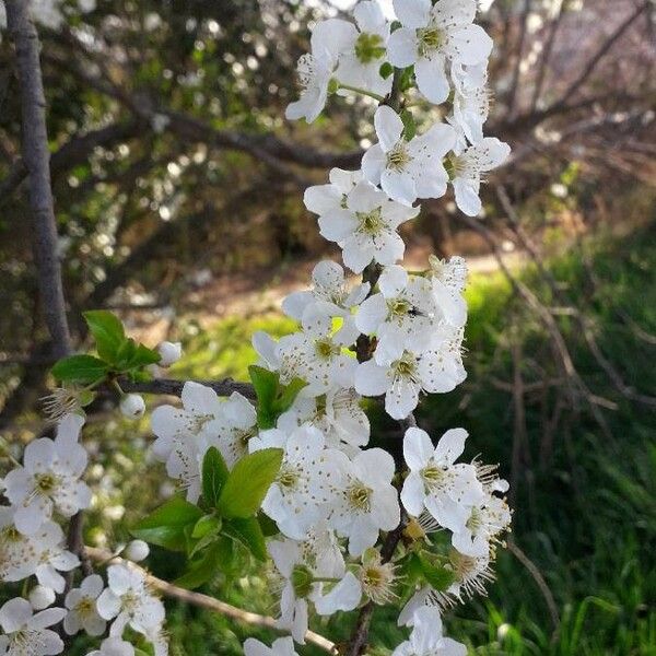 Prunus avium फूल