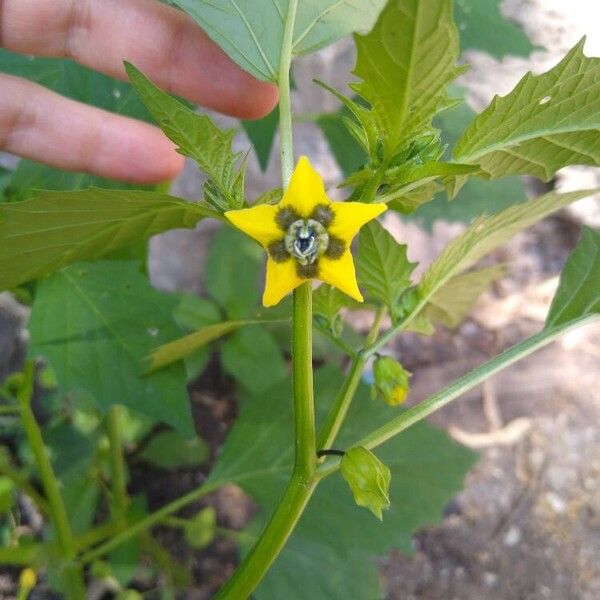 Physalis philadelphica फूल