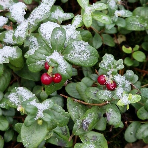 Vaccinium vitis-idaea Ffrwyth