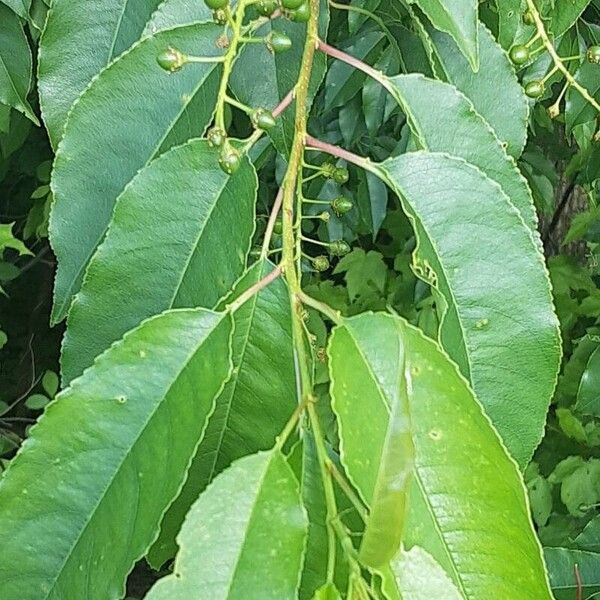 Prunus serotina Blad