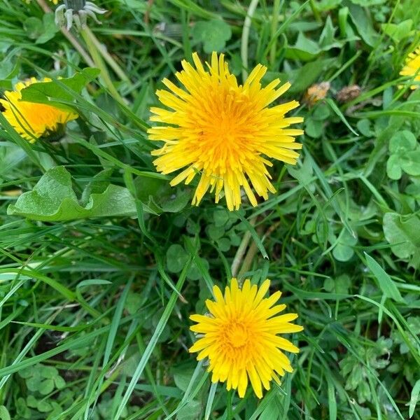 Taraxacum officinale Kvet