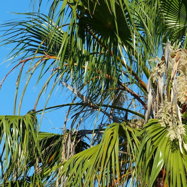 Washingtonia filifera Vaisius