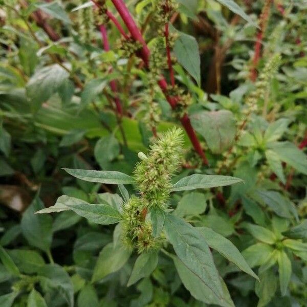 Amaranthus retroflexus Çiçek