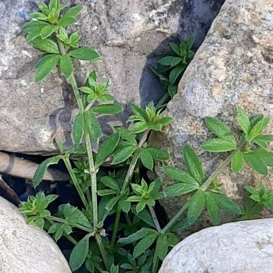 Galium murale Feuille