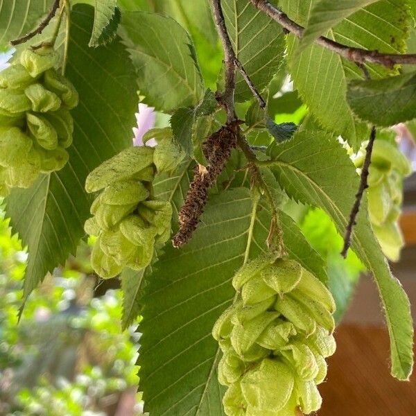 Ostrya virginiana Flower