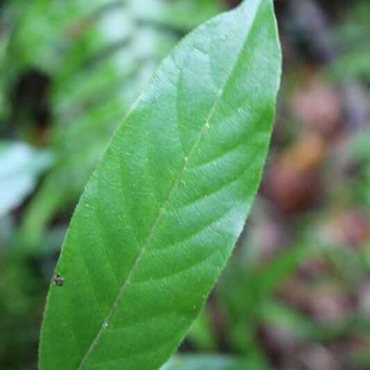 Antirhea borbonica Leaf