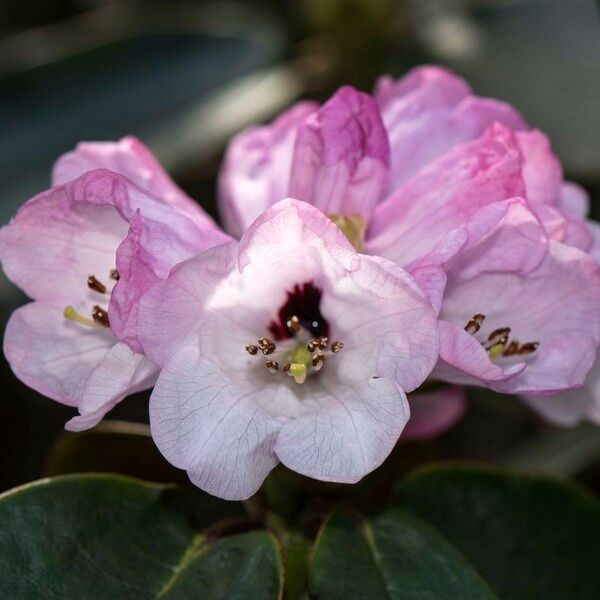 Rhododendron campanulatum Floro