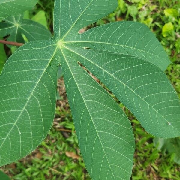 Manihot esculenta Leaf