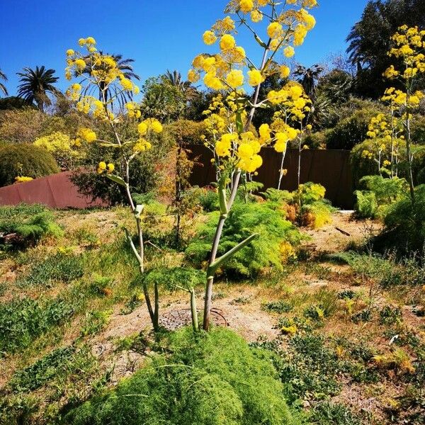 Ferula communis Flower