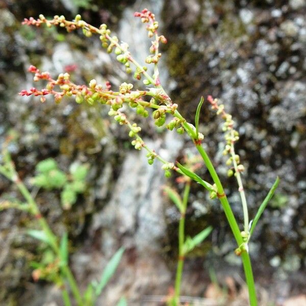 Rumex acetosella Kwiat