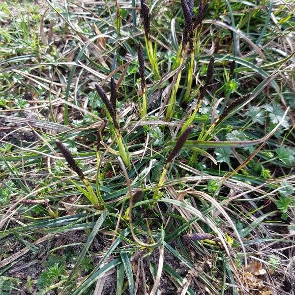 Carex ericetorum Blad