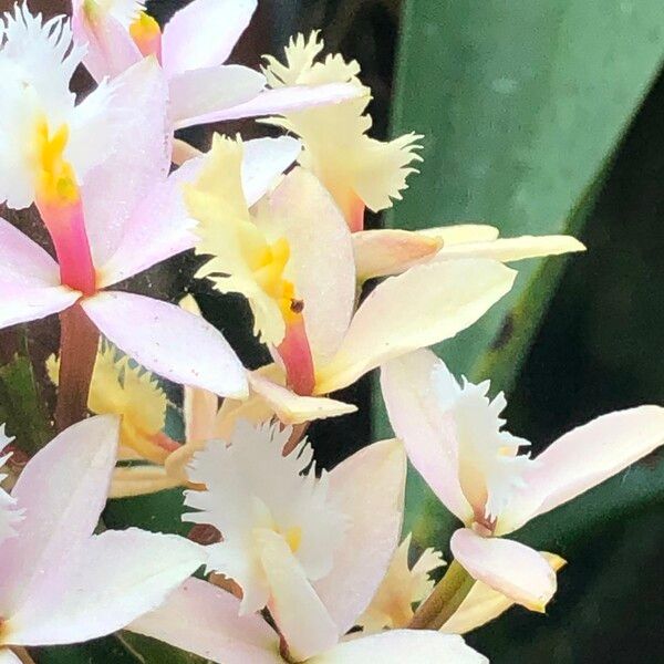 Epidendrum spp. Kukka