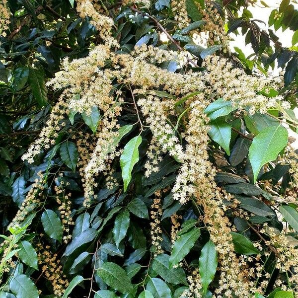 Prunus lusitanica Flower