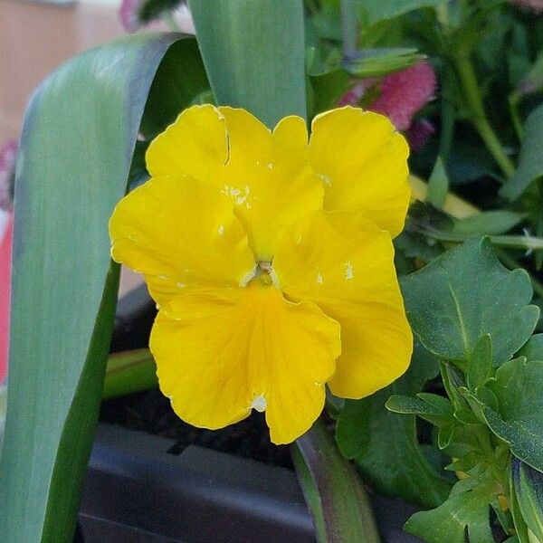 Viola × wittrockiana Blomst
