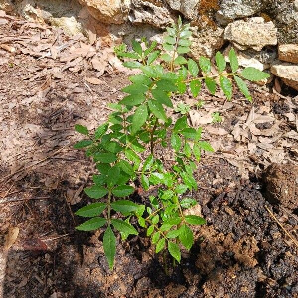 Zanthoxylum piperitum Fuelha