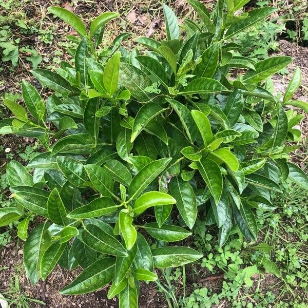 Cestrum nocturnum Hostoa