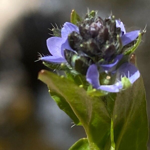 Veronica alpina Flower