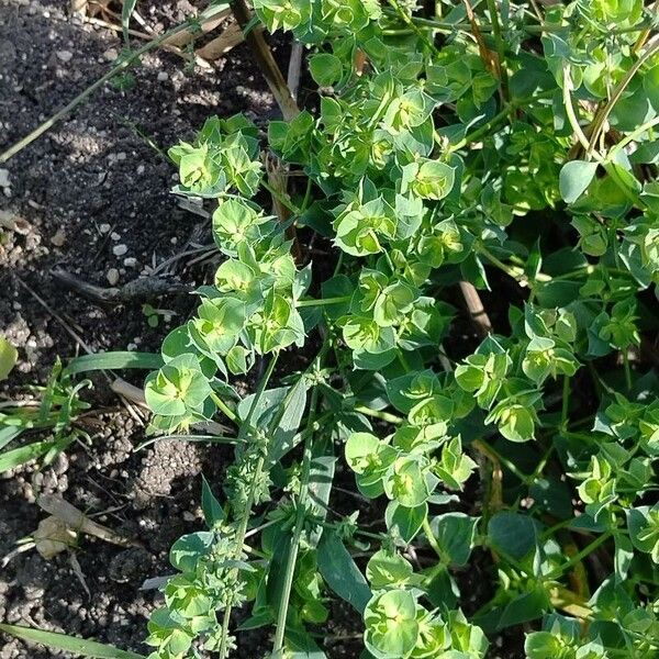 Euphorbia falcata Облик