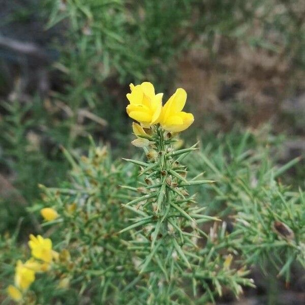 Ulex parviflorus Květ