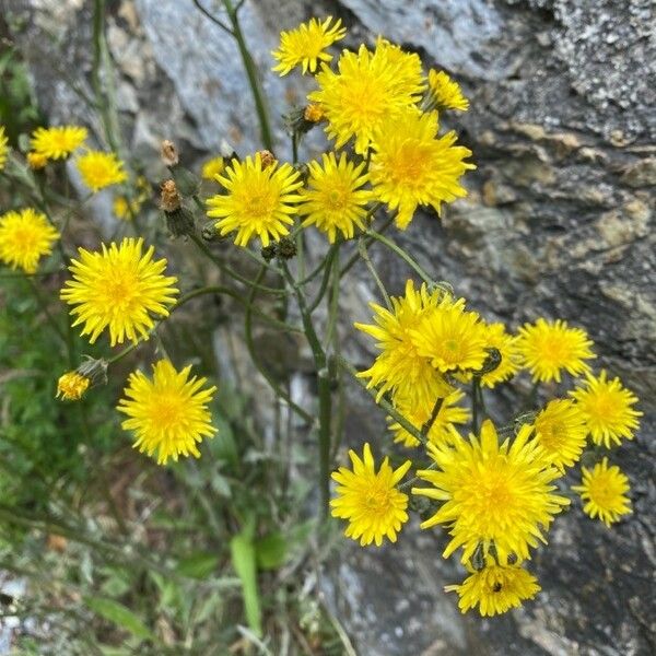 Crepis vesicaria Цвят