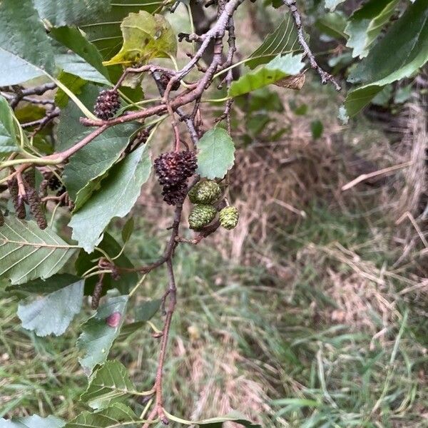 Alnus glutinosa Плод