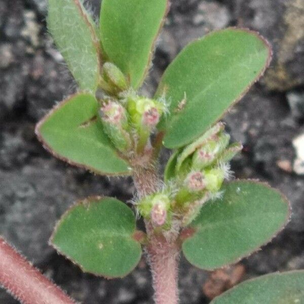 Euphorbia prostrata Flower