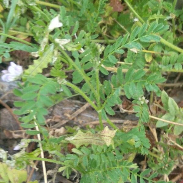 Biserrula pelecinus Blad