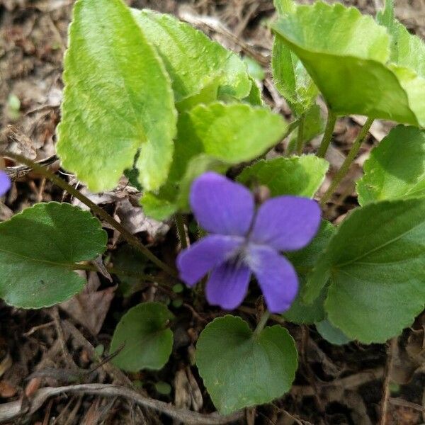 Viola sororia ফুল