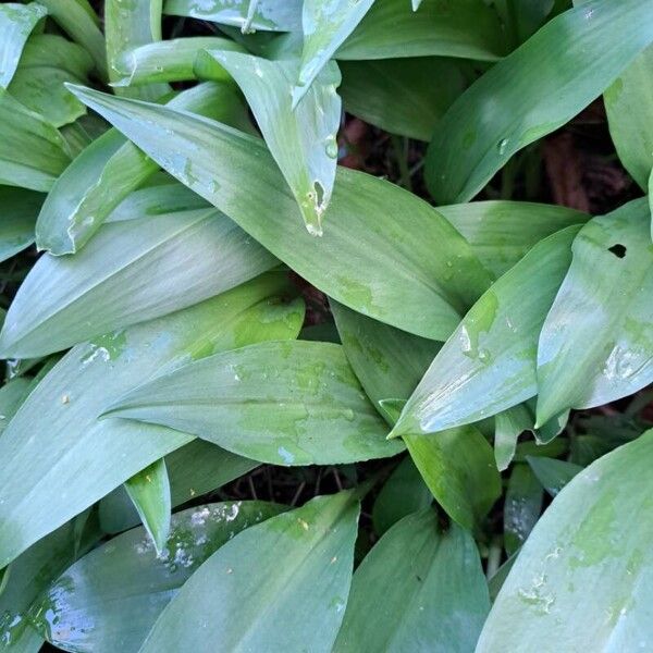 Allium ursinum Levél