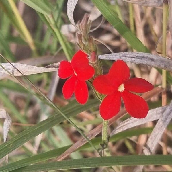 Striga asiatica Blomst