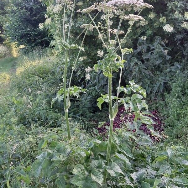 Heracleum sphondylium Habitus