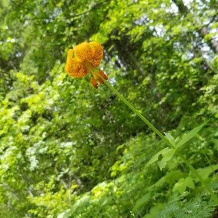 Lilium columbianum Flower